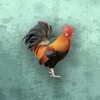 心动短剧